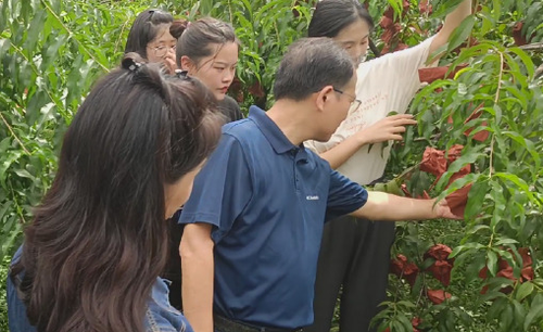 湖南化工职院商学院：调研炎陵黄桃，助力乡村振兴
